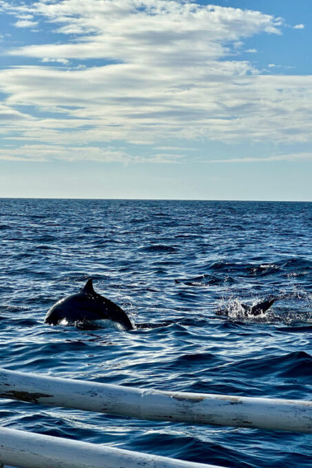 Private Tour PAMILACAN Island Turtle & Dolphin Watching - Snorkeling With Turtles