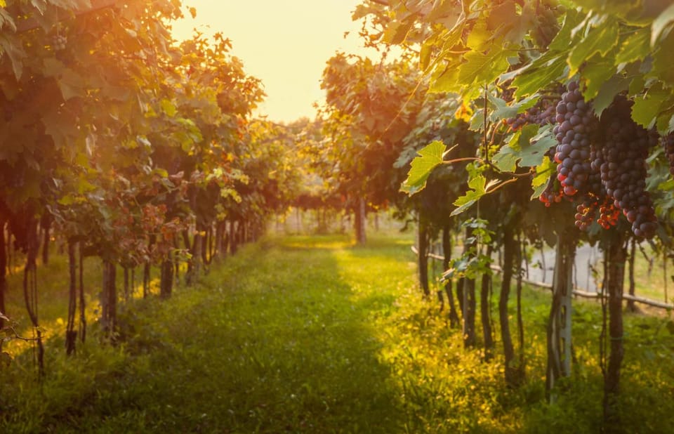 Private Walking Tour in Baden Neuweirs Vineyard - Meeting Point