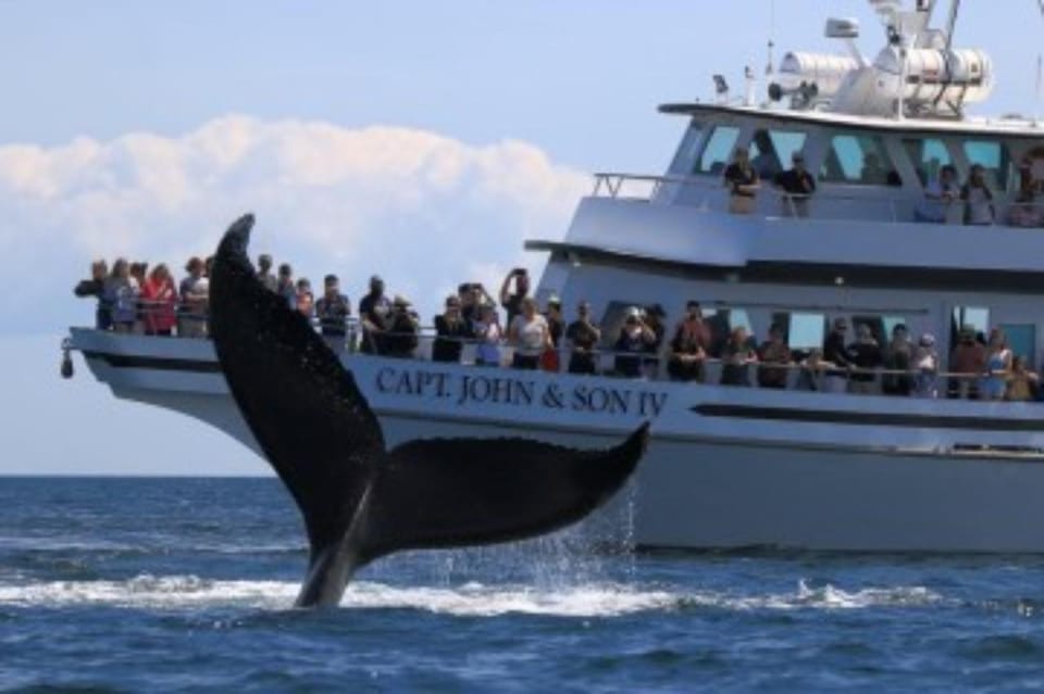 Provincetown: Whale Watching Cruise - Success Rate