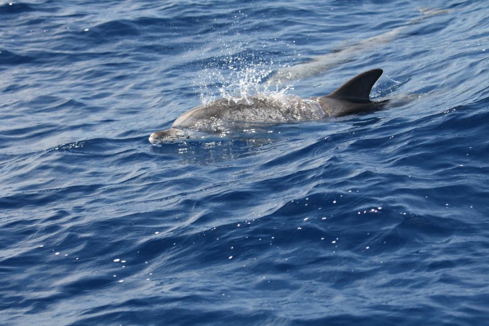 Puerto Colon : Whale & Dolphins Sailing Excursion - Included Activities