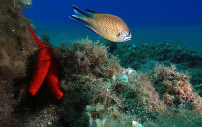 Puerto Del Carmen: Try Suba Diving With 2 Dives and Photos - Group Size