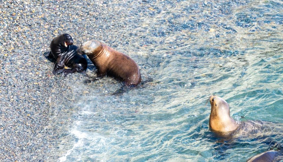 Puerto Madryn: Punta Loma Shore Excursion - Booking Information