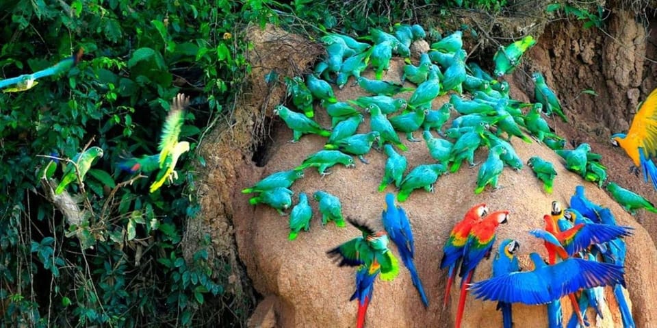 Puerto Maldonado: Macaw Clay Lick 4-Day Tour & Accommodation - Travel Tips