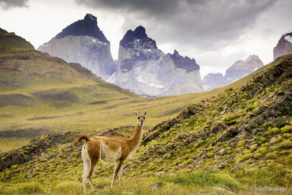 Puerto Natales: Full Day Tour Torres Del Paine National Park - Tips for Travelers