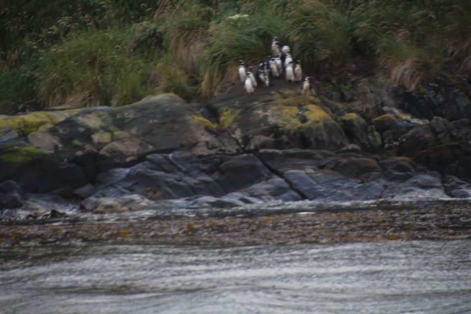 Punta Arenas: Full-Day Whales, Penguins, and Glaciers Tour - Wildlife Encounters