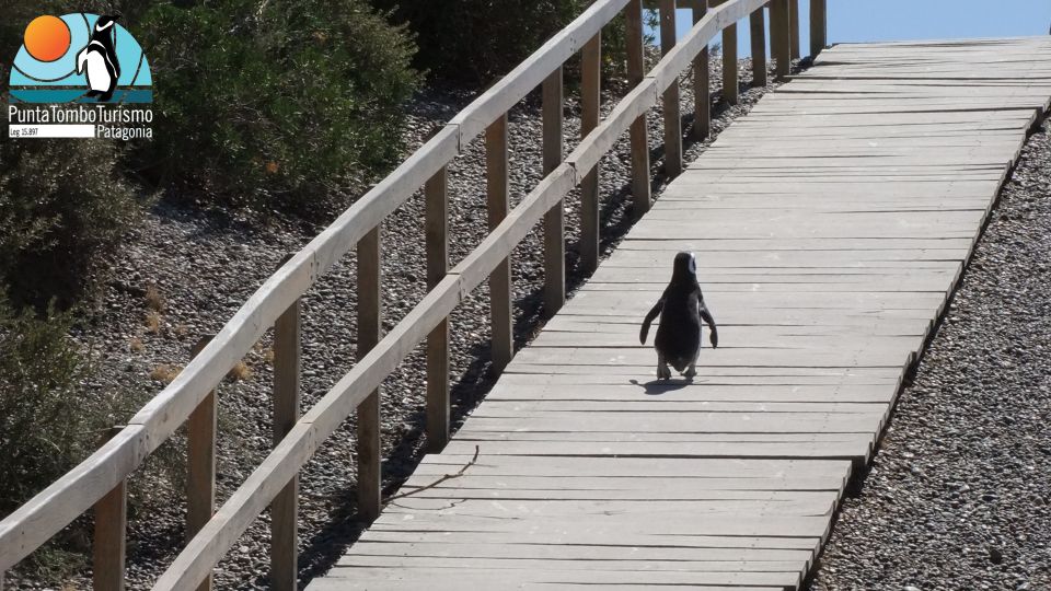 Punta Tombo: Shore Excursion for Cruise Passengers - Additional Costs