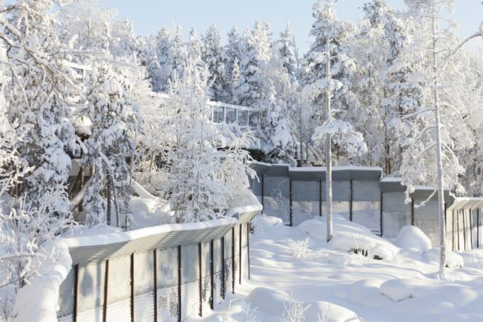 Ranua Wildlife Park Guided Tour From Rovaniemi - What to Expect on the Tour