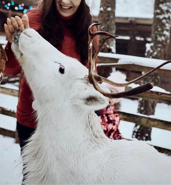 Reindeer Sledding Tour and Visit to the Husky Kennel - Additional Tips and Recommendations