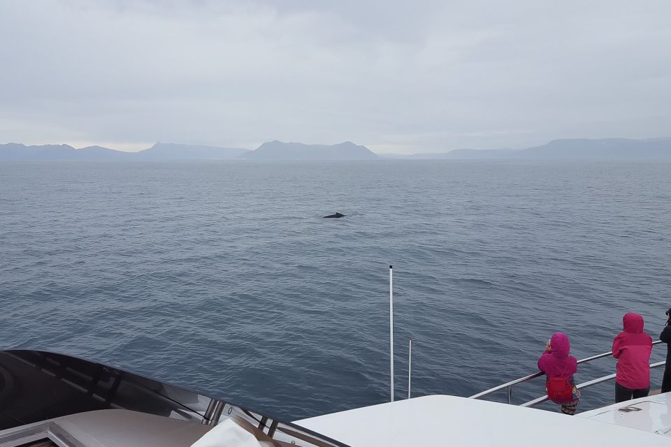 Reykjavik: Whale Watching and Dolphin Watching Yacht Cruise - Wildlife Spotting Opportunities