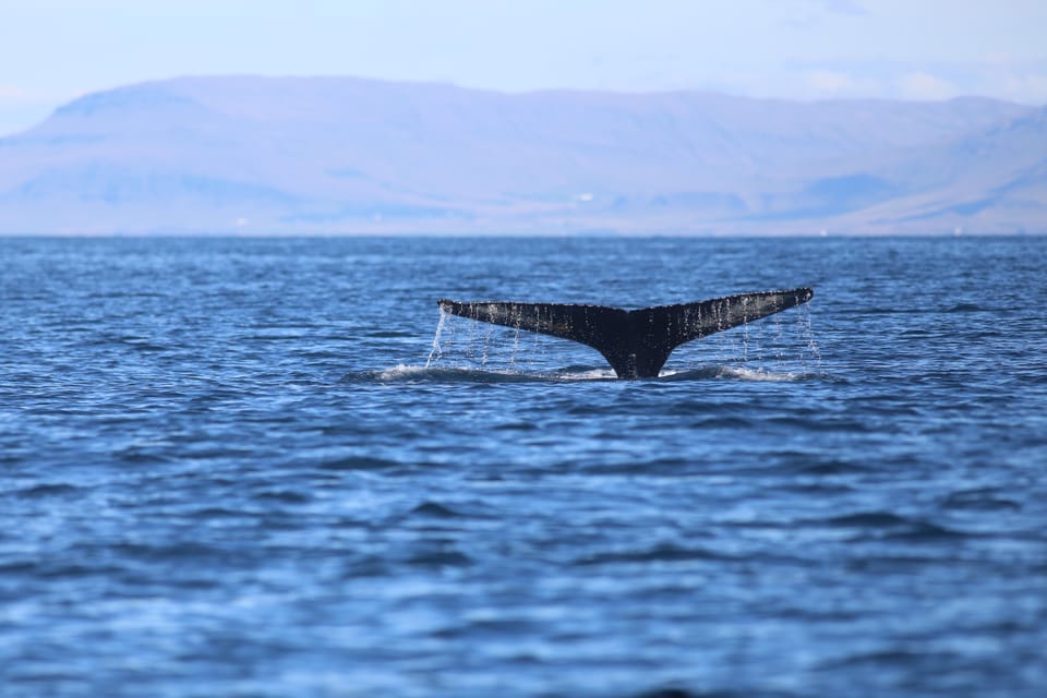 Reykjavik: Whale Watching Morning Expedition - Meeting and Preparation