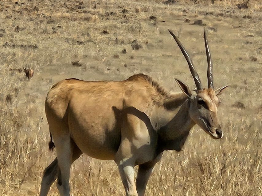 Rhino and Lion Park (Safari) and Cradle (Maropeng Museum) - Frequently Asked Questions