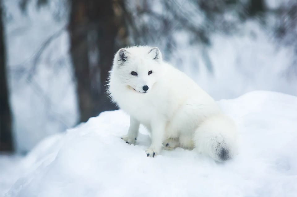 Rovaniemi: Arctic Animals Sleigh Rides and Wildlife Zoo - Important Visitor Information