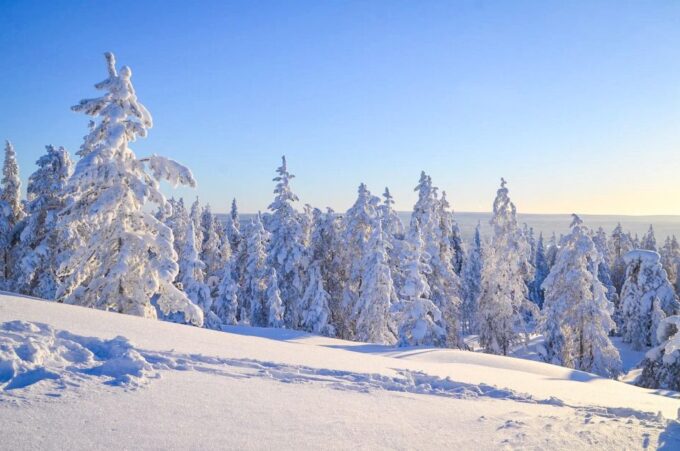 Rovaniemi: Guided Wilderness Snowmobile Ride - Frequently Asked Questions