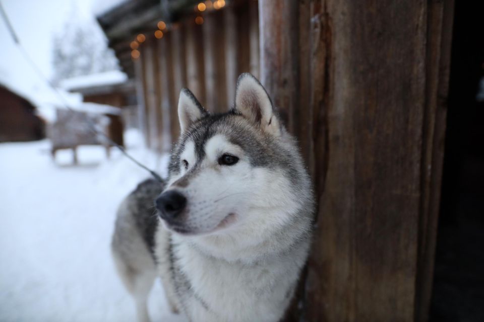 Rovaniemi: Husky and Reindeer Farm Visit With Sleigh Rides - Tips for Your Visit