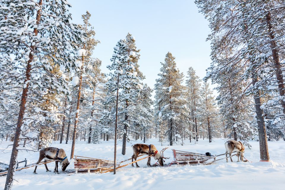 Rovaniemi: Husky Park and Reindeer Farm Combo - Booking and Cancellation Policy