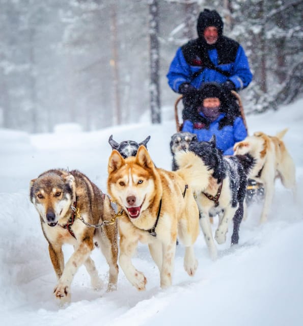 Rovaniemi: Husky Sled Ride and Farm Visit - Preparing for Your Visit