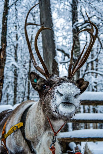 Rovaniemi: Local Reindeer Farm Visit With 2 Km Sleigh Ride - Important Guidelines