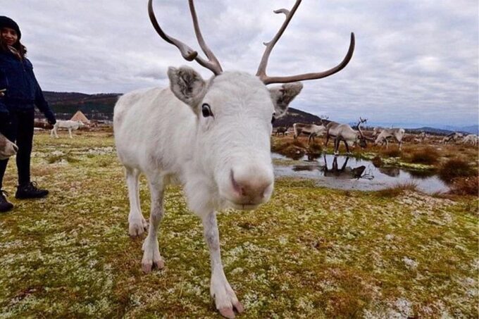 Rovaniemi: Reindeer Farm Visit in the Summer - Important Details