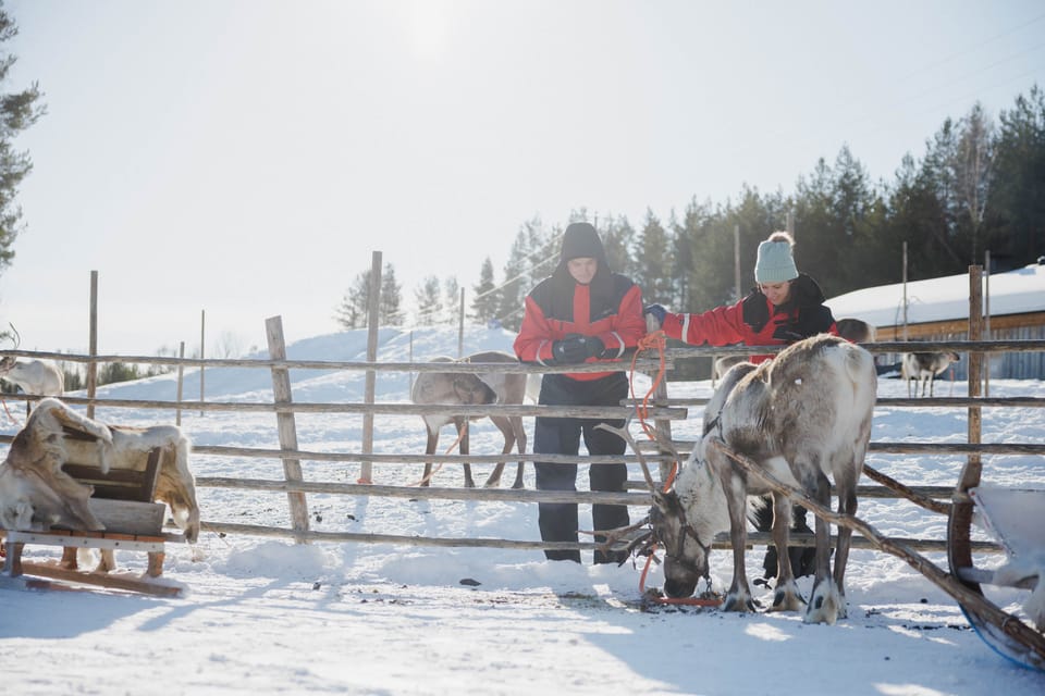 Rovaniemi: Reindeer Farm Visit With Sleigh Ride - Frequently Asked Questions