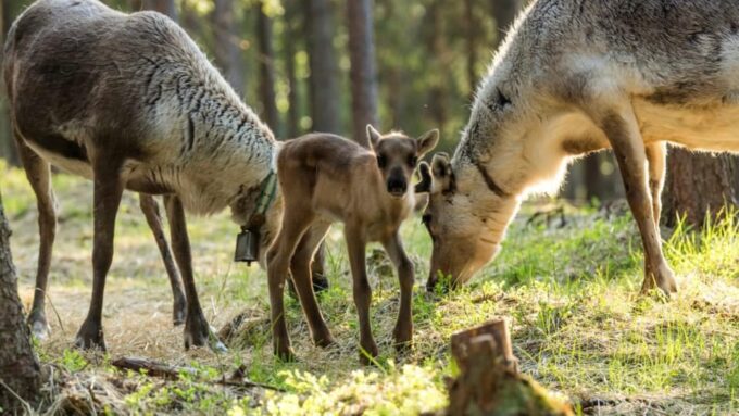 Rovaniemi: Reindeer Summer Farm Visit Tour - Booking and Cancellation Policies