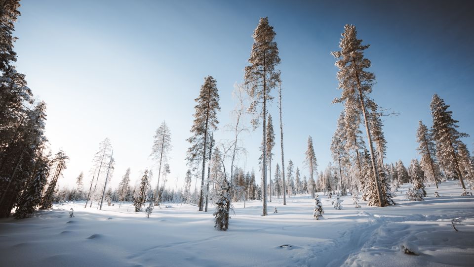 Rovaniemi: Ski Trekking Safari in Lapland - Booking and Pricing Information