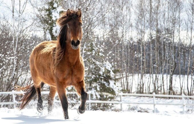 Rovaniemi: Winter Horse Riding in Arctic Nature - Important Information