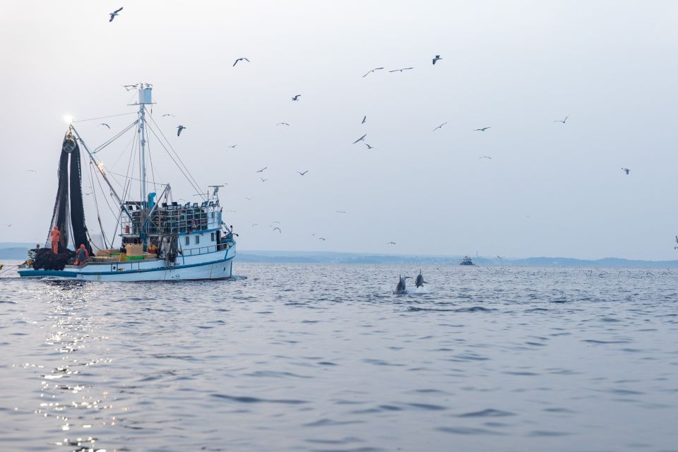 Rovinj: Sunrise Dolphins & Fishermen at Work Speedboat Tour - Pickup and Drop-off Locations