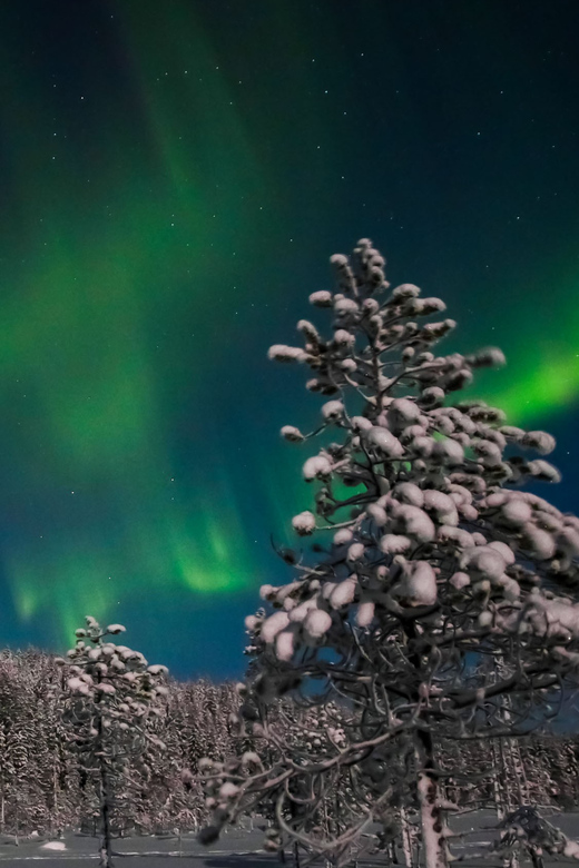 Saariselkä: Northern Lights Hunting Snowshoe Trip - Frequently Asked Questions