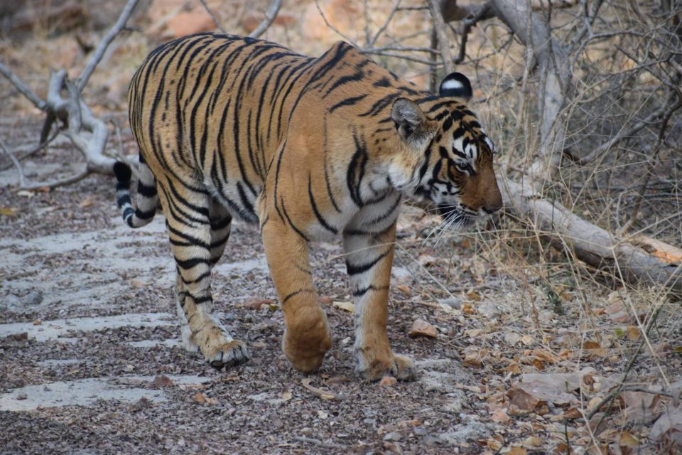 Same Day Ranthambhore WildLife Tour From Jaipur - Important Participant Guidelines