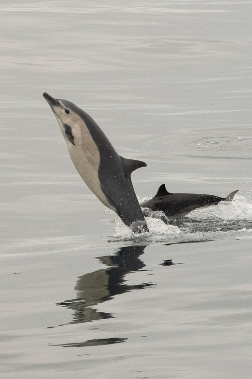 San Diego: Dolphin and Whale-Watching Sunset Cruise - Onboard Naturalist Guide