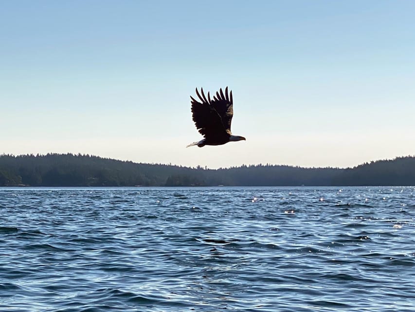 San Juan Island: Full Day Kayaking Tour - What to Bring