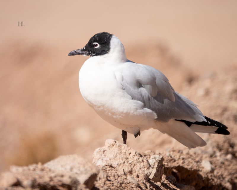 San Pedro De Atacama: Wildlife Safari and Photography Tour - Frequently Asked Questions