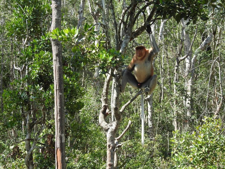 Sandakan: Kinabatangan River Wildlife Cruise With Lunch - Customer Reviews and Feedback