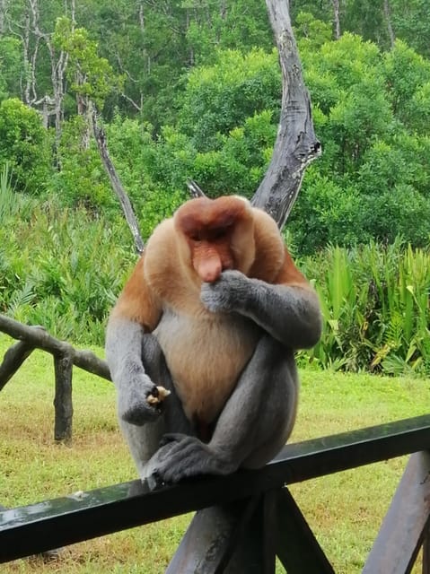 Sandakan: Orangutan Sanctuary Shared Day Trip Tour - Important Restrictions