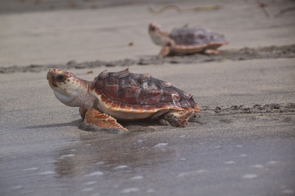 Santa Maria, Sal Island: Sea Turtle Watching Experience - Welfare Considerations