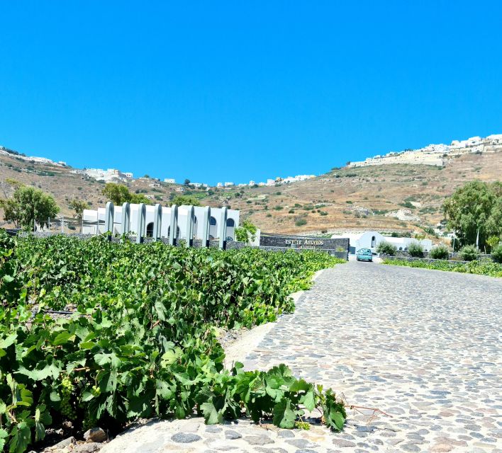 Santorini: Authentic Private Wine Tasting Tour - Wine Tasting Details