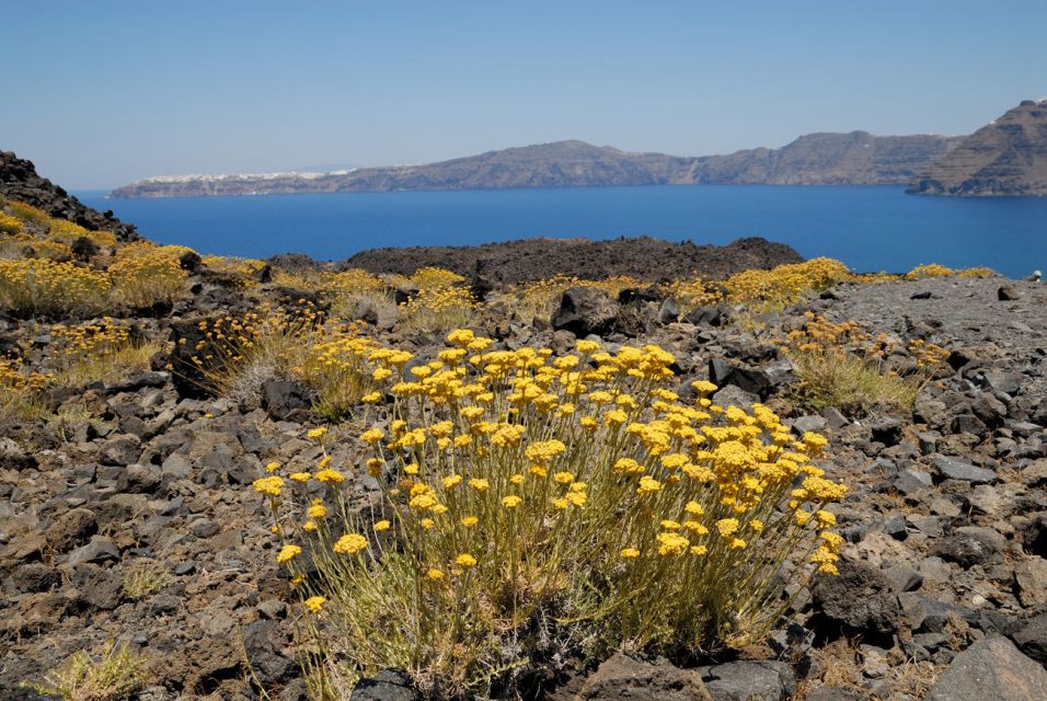 Santorini: Thirassia Islands and Volcano Guided Cruise - Exploring the Volcanic Islands