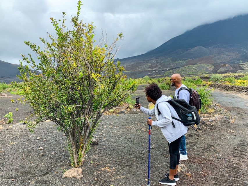 São Filipe: Fogo Volcano With Wine and Cheese Tasting - Volcanic Landscapes and Geology