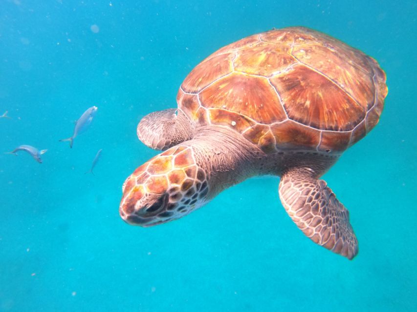 Sao Vicente: Snorkeling With Turtles Breathtaking Experience - Customer Feedback and Ratings