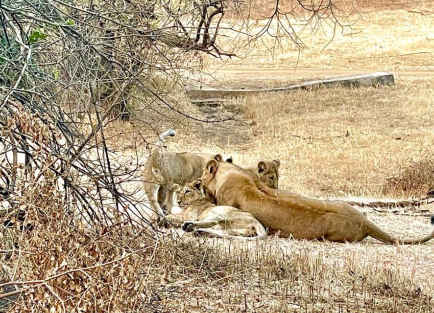 Sasan Gir: Devalia Park Safari With Skip-The-Line Access - Visitor Guidelines and Regulations