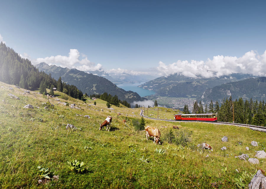 Schynige Platte - Top of Swiss Tradition Ticket - Dining and Relaxation Options