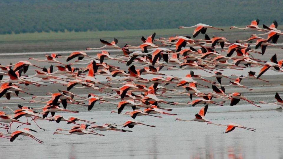 See Albufera Lake +City of Arts and Sciences on a Bike Tour - Exploring Albufera Lake