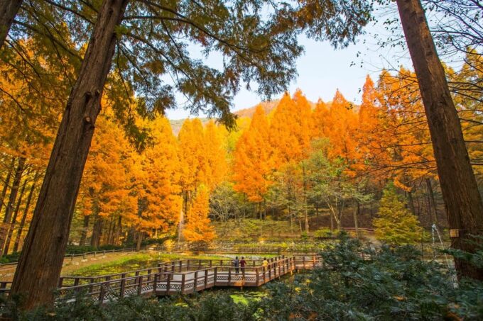 Seoul: Autumn Jangtaesan Recreational Forest One Day Tour - Seasonal Beauty and Tranquility