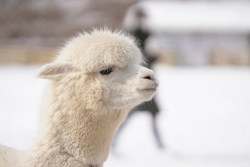 Seoul: Snowyland in Vivaldi Park With Nami or Alpaca - Inclusions and Exclusions