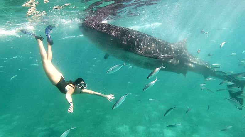 Shared Tour : Whale Shark Watching and Kawasan Canyoneering - Pickup and Drop-off Locations