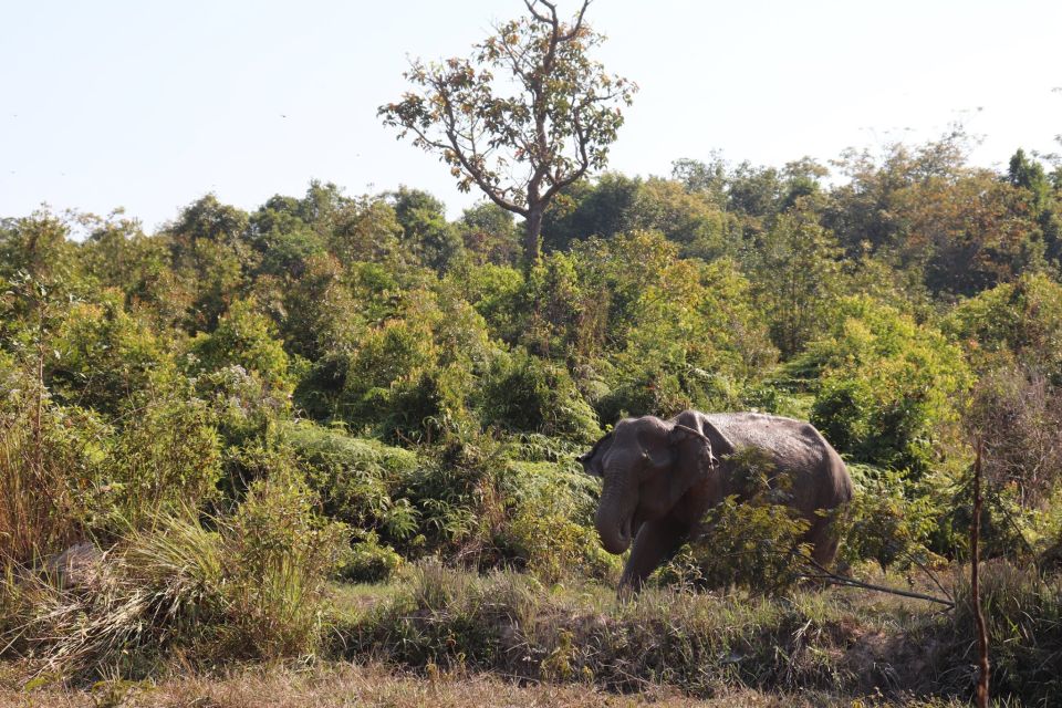 Siem Reap: Kulen Elephant Forest & Tonlesap Lake - Wildlife Experience