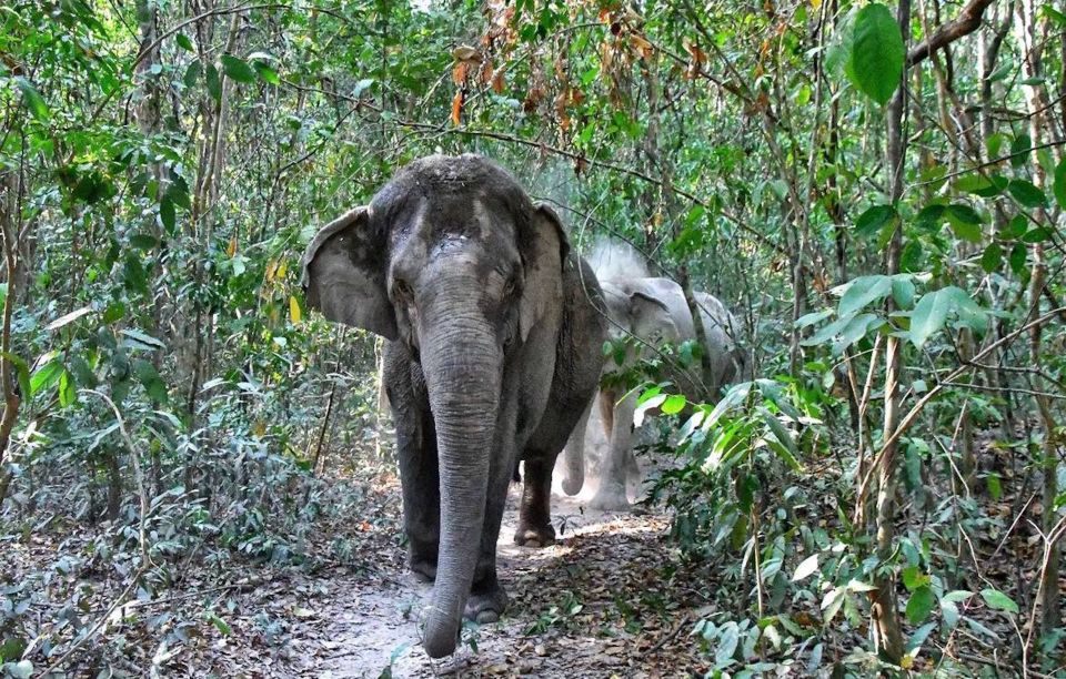 Siem Reap: Small Group Tour of Kulen Elephant Forest - Frequently Asked Questions