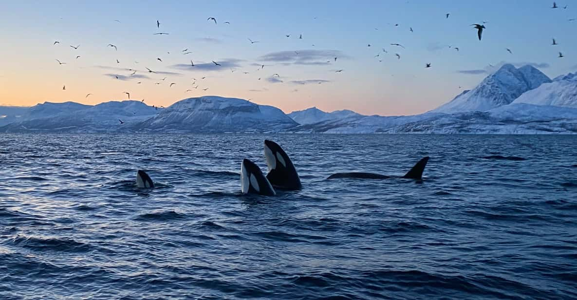 Skjervøy: Whale and Orca Watching Tour by RIB Boat - Meeting Point and Duration