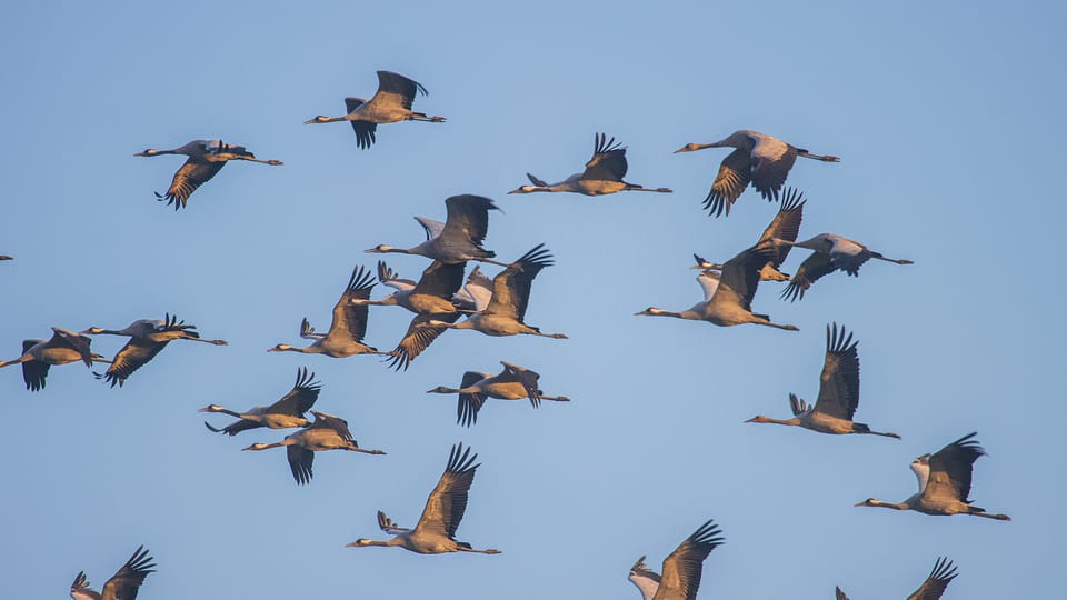 Small Crane Tour With MS Swantevit From Zingst - Booking and Cancellation