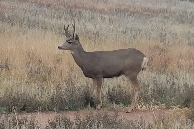 Small-Group Half-Day Tour Foothills of the Rockies From Denver - Nearby Attractions to Explore